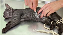 curso capacitacion practica medicina cirugia felina