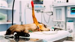 diplomado capacitacion practica medicina cirugia felina