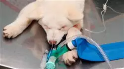##IMAGE##