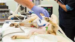 curso alteraciones nervios craneales sindrome vestibular epilepsia canina felina movimientos desorden involuntario