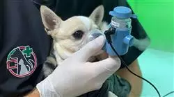 curso online urgencias neurologicas pequenos animales