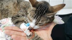 curso online capacitacion urgencias veterinarias pequenos