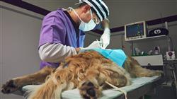 diplomado capacitacion urgencias veterinarias pequenos