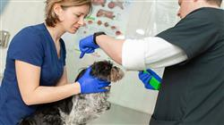 estudiar capacitacion urgencias veterinarias pequenos