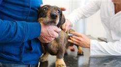 posgrado capacitacion urgencias veterinarias pequenos