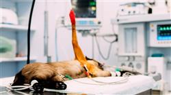 curso capacitacion traumatologia cirugia ortopedica veterinaria