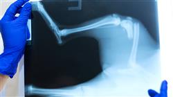 curso online capacitacion traumatologia cirugia ortopedica veterinaria