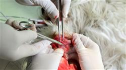 diplomado onlinecapacitacion traumatologia cirugia ortopedica veterinaria