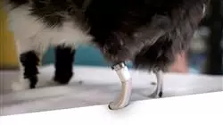 ##IMAGE##