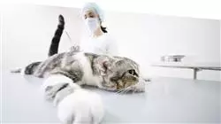 ##IMAGE##