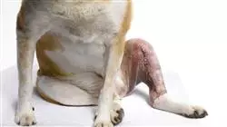 ##IMAGE##