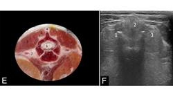 estudiar universitario online enfermedades neuromusculares pequenos animales