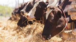 curso online capacitacion nutricion animal