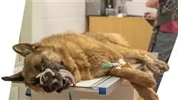 ##IMAGE##