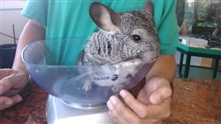 maestria online semipresencial medicina cirugia animales exoticos