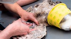 maestria semipresencial medicina cirugia animales exoticos
