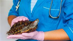 master semipresencial medicina cirugia animales exoticos