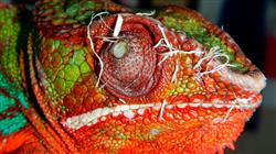 posgrado semipresencial medicina cirugia animales exoticos