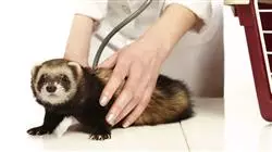 ##IMAGE##