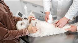 maestria semipresencial urgencias veterinarias
