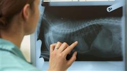 magister semipresencial urgencias veterinarias
