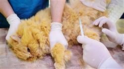 posgrado semipresencial urgencias veterinarias