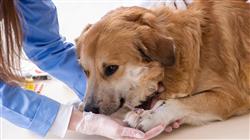 magister semipresencial traumatologia cirugia ortopedica veterinaria
