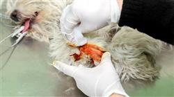 master semipresencial traumatologia cirugia ortopedica veterinaria