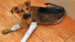 master semipresencial veterinaria