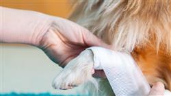 posgrado semipresencial traumatologia cirugia ortopedica veterinaria