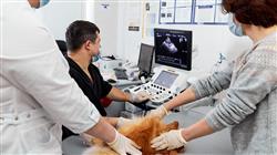 master semipresencial cardiologia veterinaria pequenos animales