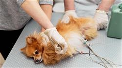 posgrado semipresencial cardiologia veterinaria pequenos animales