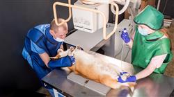 mejor master semipresencial radiologia veterinaria pequenos animales