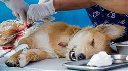 mejor maestria semipresencial oncologia veterinaria pequenos animales