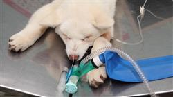 estudiar master semipresencial anestesiologia veterinaria