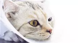 ##IMAGE##