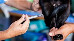 master online master semipresencial anestesiologia veterinaria