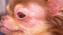 maestria online master semipresencial dermatologia pequenos animales
