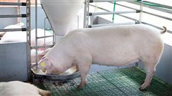 magister semipresencial nutricion animal