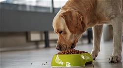 mejor master semipresencial nutricion animal