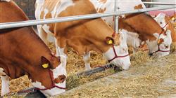 posgrado semipresencial nutricion animal