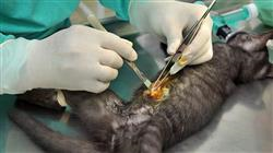 master semipresencial cirugia veterinaria pequenos animales