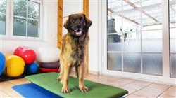 maestria online semipresencial cirugia veterinaria