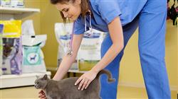 maestria semipresencial cirugia veterinaria