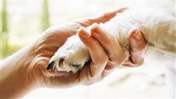 posgrado semipresencial cirugia veterinaria