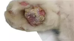 ##IMAGE##