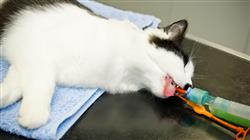 maestria semipresencial medicina cirugia felina