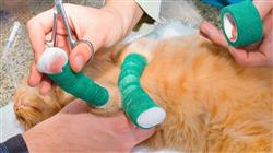master semipresencial medicina cirugia felina