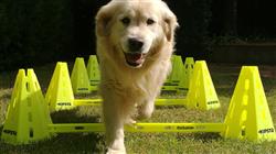 curso valoracion funcional diagnostico zookinesico pequenos animales