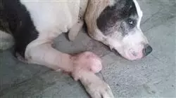 ##IMAGE##